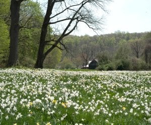 Caumsett blooms. park website